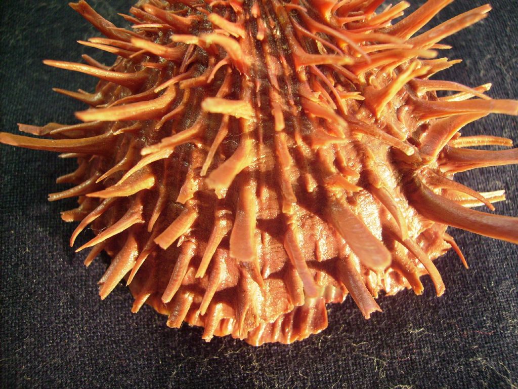 Spondylus cevikeri e Spondylus gaederopus:serie di crescita